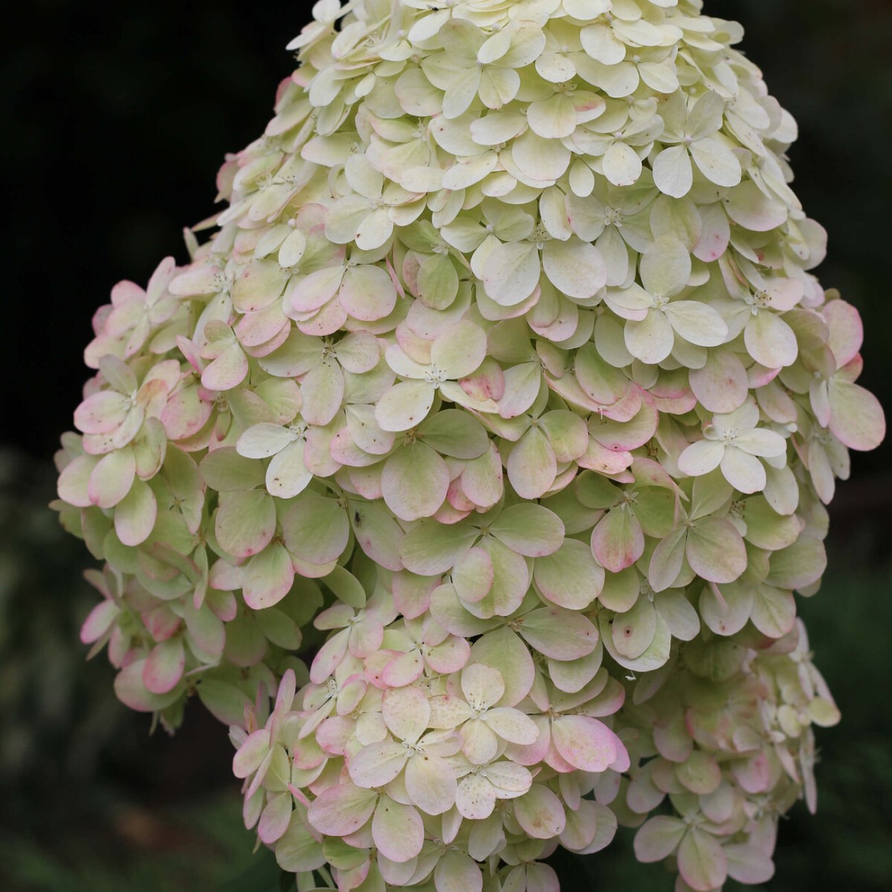 Obrázok Hortenzia metlinatá (Hydrangea paniculata) ´DIAMANTINO´® – výška 30-60 cm, kont. C2L